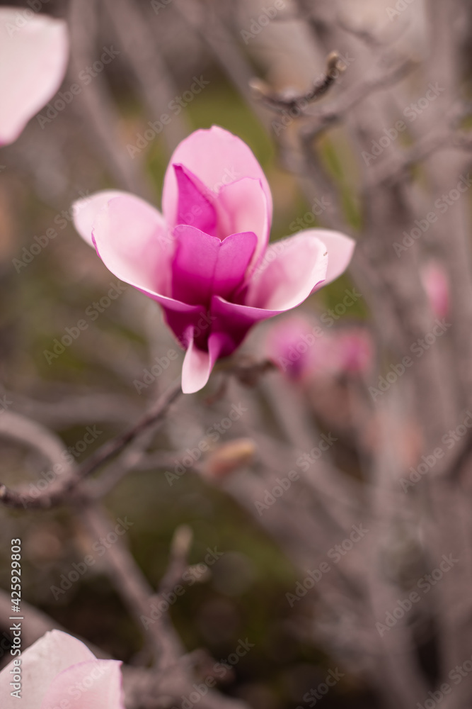 Magnolia Japanese pink white on brown background Magnolia Japanese pink white on brown background