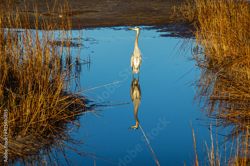 Blue Heron Fishing photo