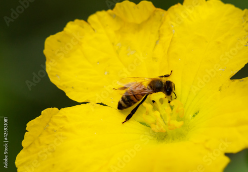 Bee on a Squash Blossom