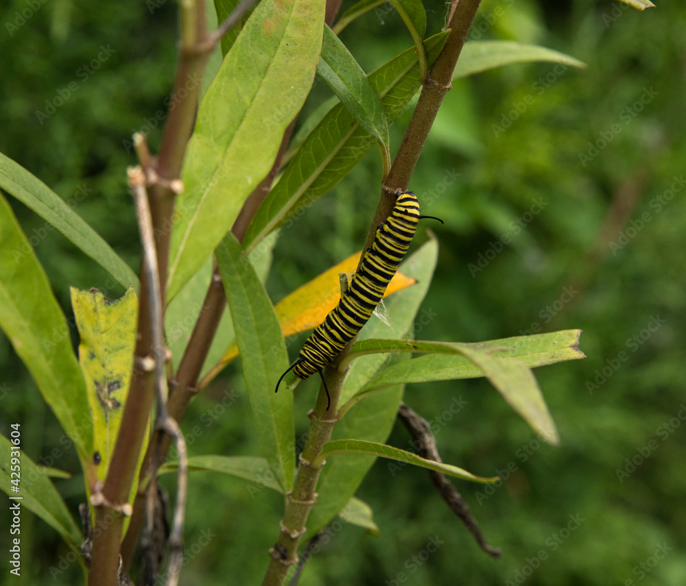 Ecosystem and biodiversity. Insects. Closeup view of a monarch butterfly caterpillar with black and yellow stripes, hanging to a plant stem. 