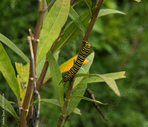 Ecosystem and biodiversity. Insects. Closeup view of a monarch butterfly caterpillar with black and yellow stripes, hanging to a plant stem.  © Gonzalo