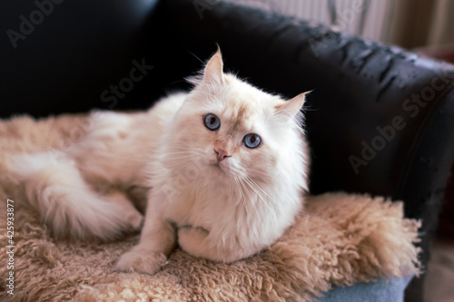 White cat on armchair, looking at camera