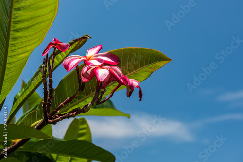 Beautiful Frangipani flower, pink and white plumeria rubra typical from Okinawa region with its very green leaves contrasting with a deep blue sky. Iriomote Island. Copy space availble. photo