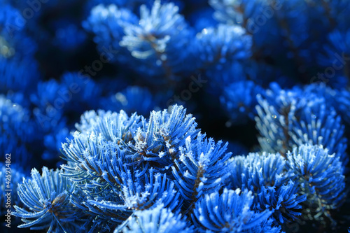 Branches of spruce covered with morning frost. Texture. Natural blurred background. Image.
