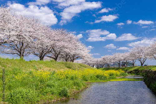草場川沿いの桜並木と菜の花の風景 福岡県筑前町