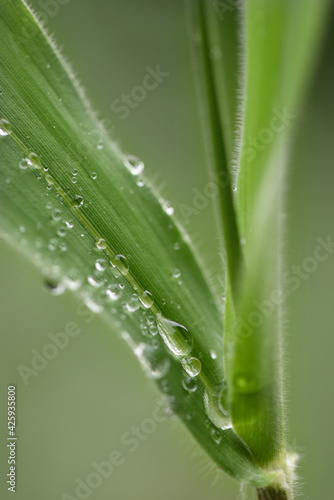 water drops on a young corn plant