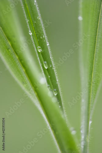 water drops on a grass