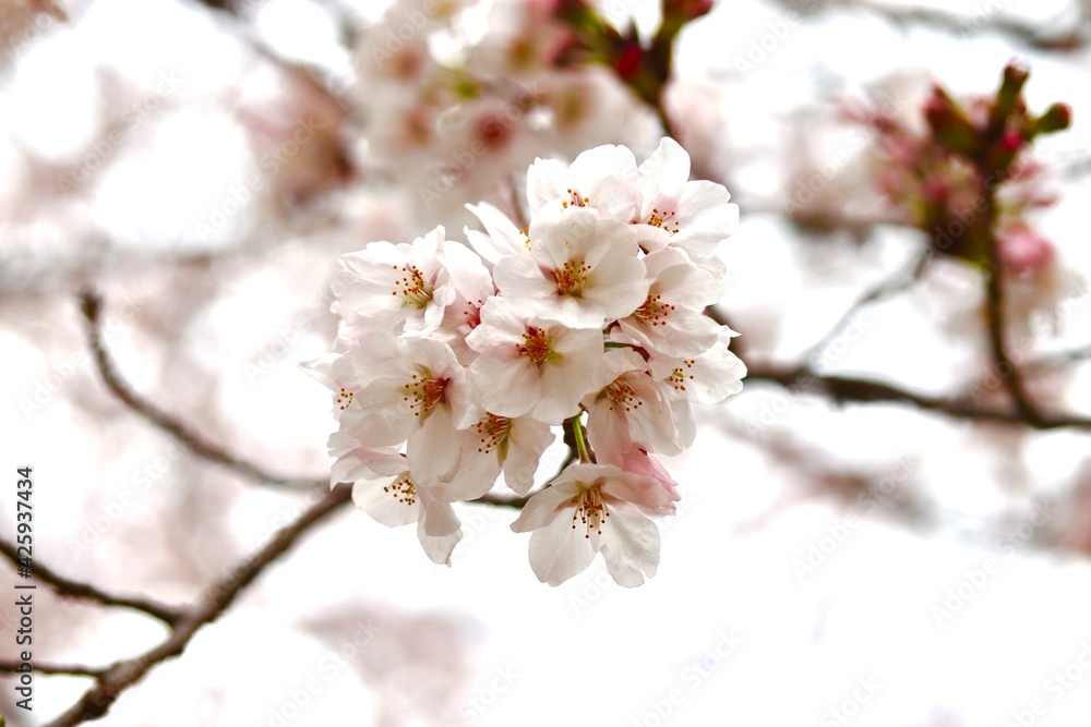 cherry blossom