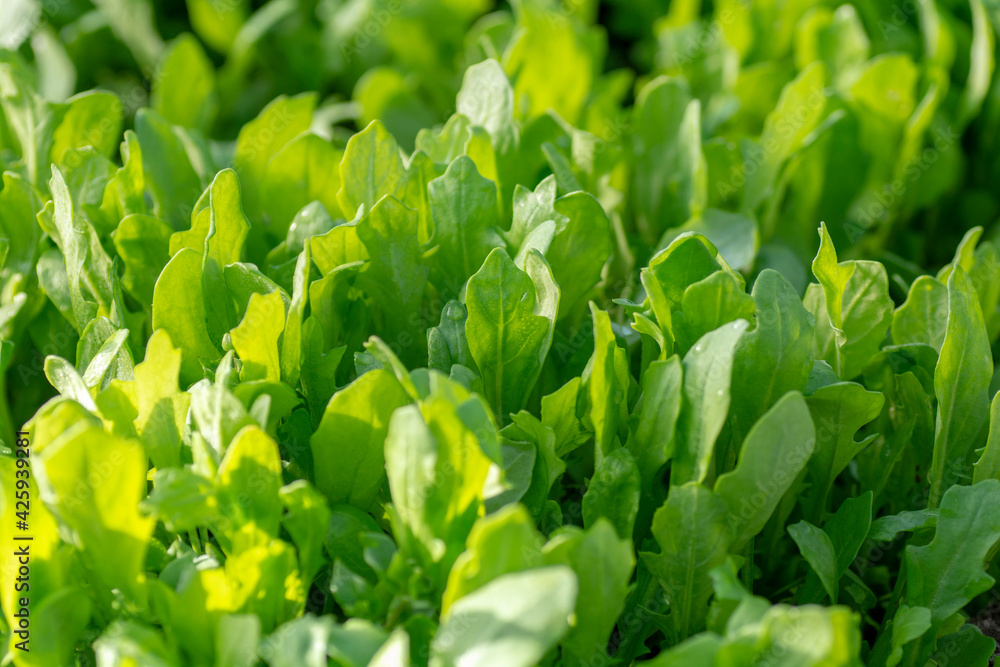 Rocket or arugula (Eruca vesicaria) leaves growing in the greenhouse in spring. Rocket or arugula (Eruca vesicaria) leaves growing in the greenhouse in spring.