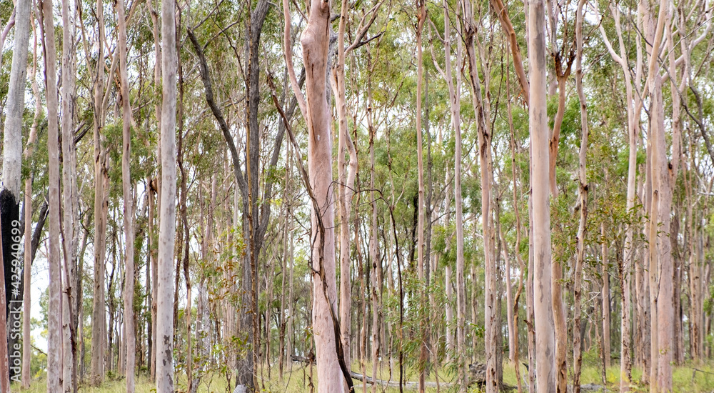 Obraz premium Panoramic photo of many gum trees in the bush near Kingaroy. They are pink and greyish with green foliage.