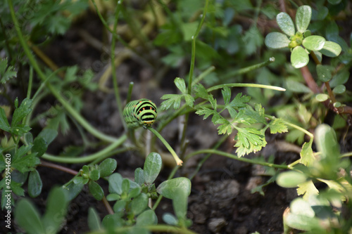 a caterpillar in the garden