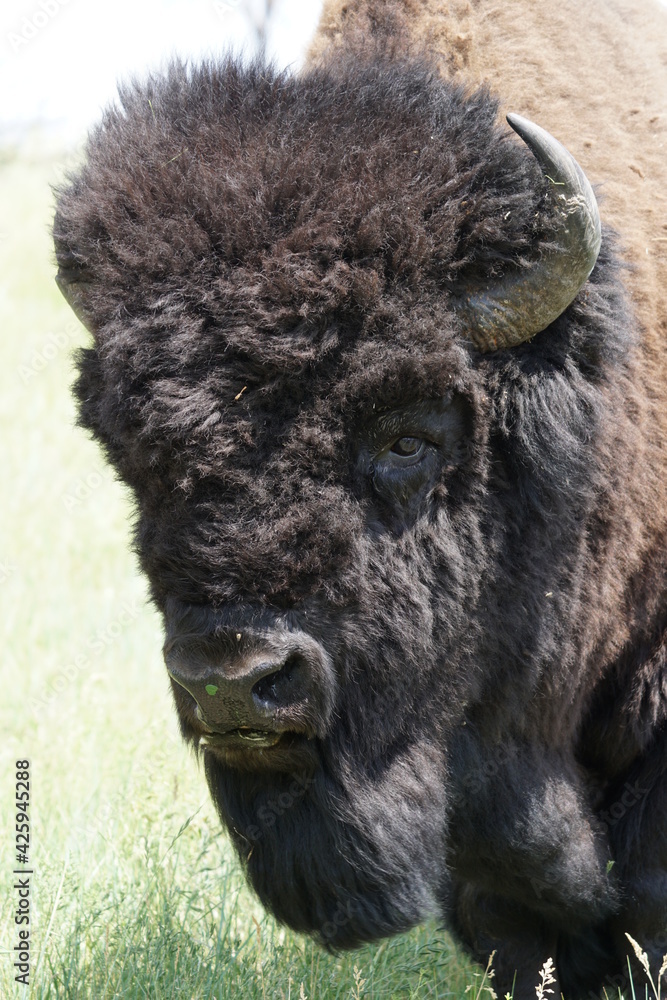 american bison