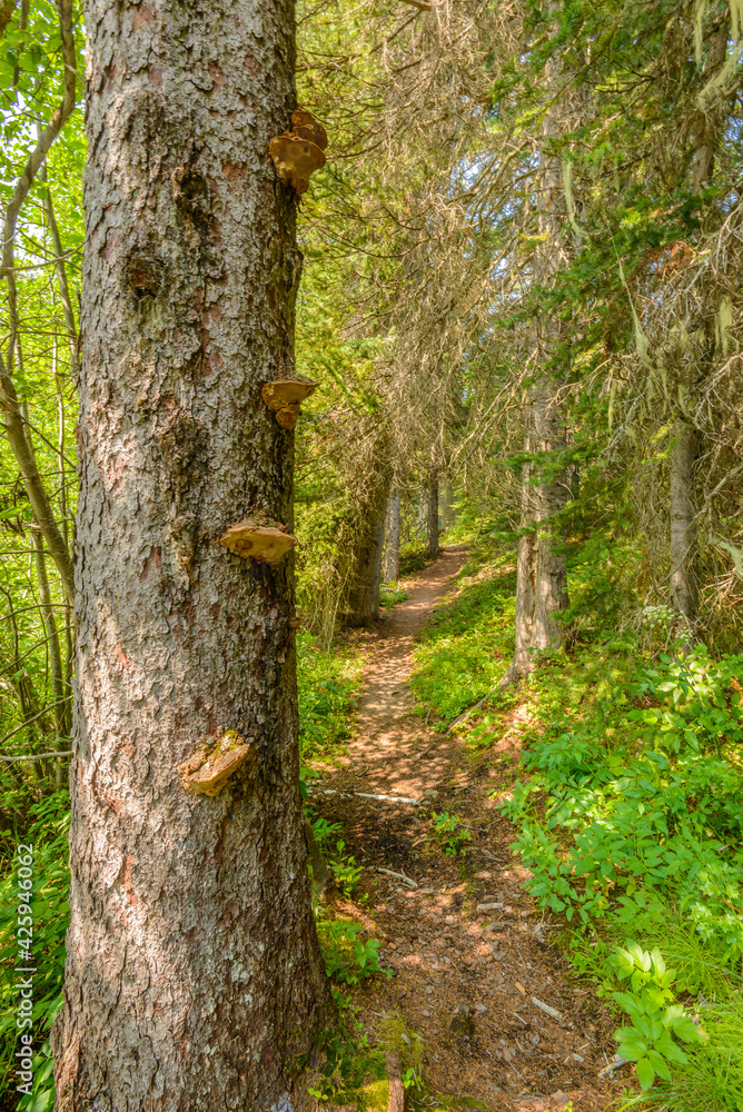 Naklejka premium Beautiful Mountain Trail. Lightning Lake Trail at Manning Park in British Columbia. Canada.