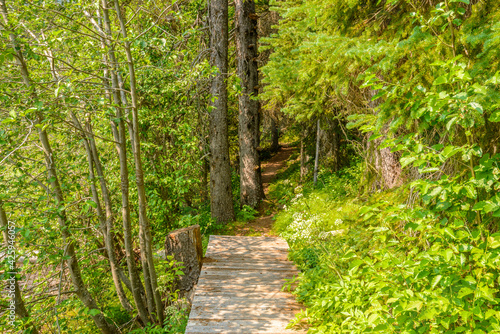 Beautiful Mountain Trail. Lightning Lake Trail at Manning Park in British Columbia. Canada.