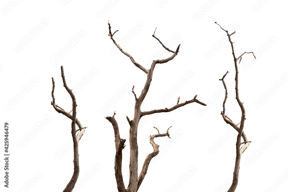Dry branchs of dead tree with cracked dark bark.beautiful dry branchs of tree isolated on white background.Dry wooden stick from the forest isolated on white background . Dry branchs of dead tree with cracked dark bark.beautiful dry branchs of tree isolated on white background.Dry wooden stick from the forest isolated on white background .