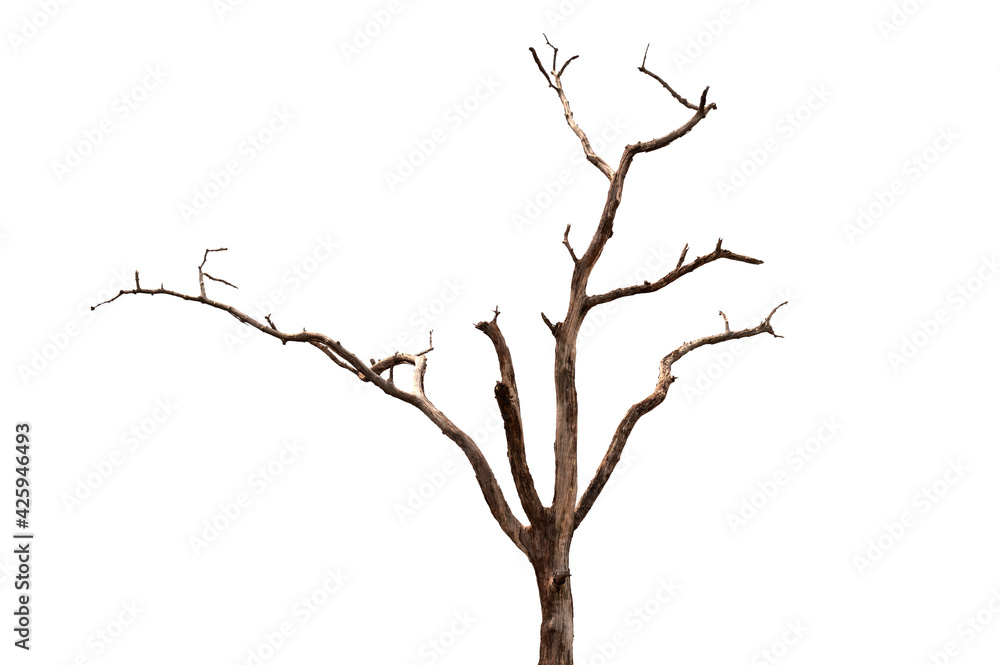 Dry branch of dead tree with cracked dark bark.beautiful dry branch of tree isolated on white background.Single old and dead tree.Dry wooden stick from the forest isolated on white background . Dry branch of dead tree with cracked dark bark.beautiful dry branch of tree isolated on white background.Single old and dead tree.Dry wooden stick from the forest isolated on white background .