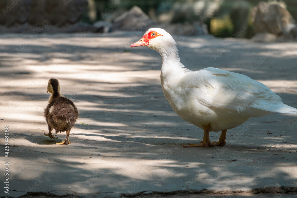 White and black duck with red head, The Muscovy duck, walks on the shore of the pond with its Cute little ducklings White and black duck with red head, The Muscovy duck, walks on the shore of the pond with its Cute little ducklings