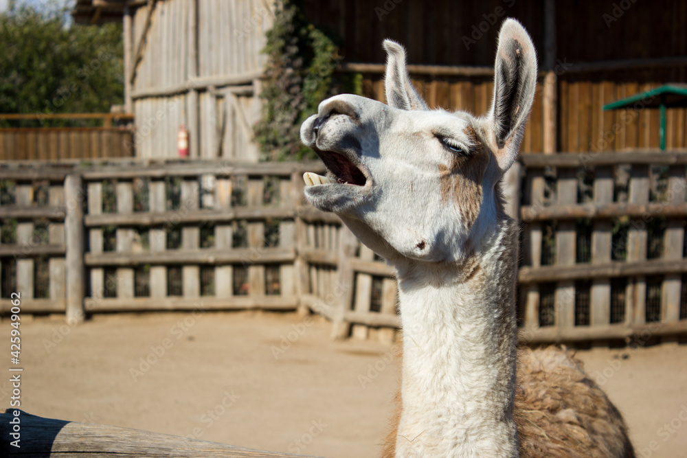 Fototapeta premium Funny llama in the zoo in the open space.