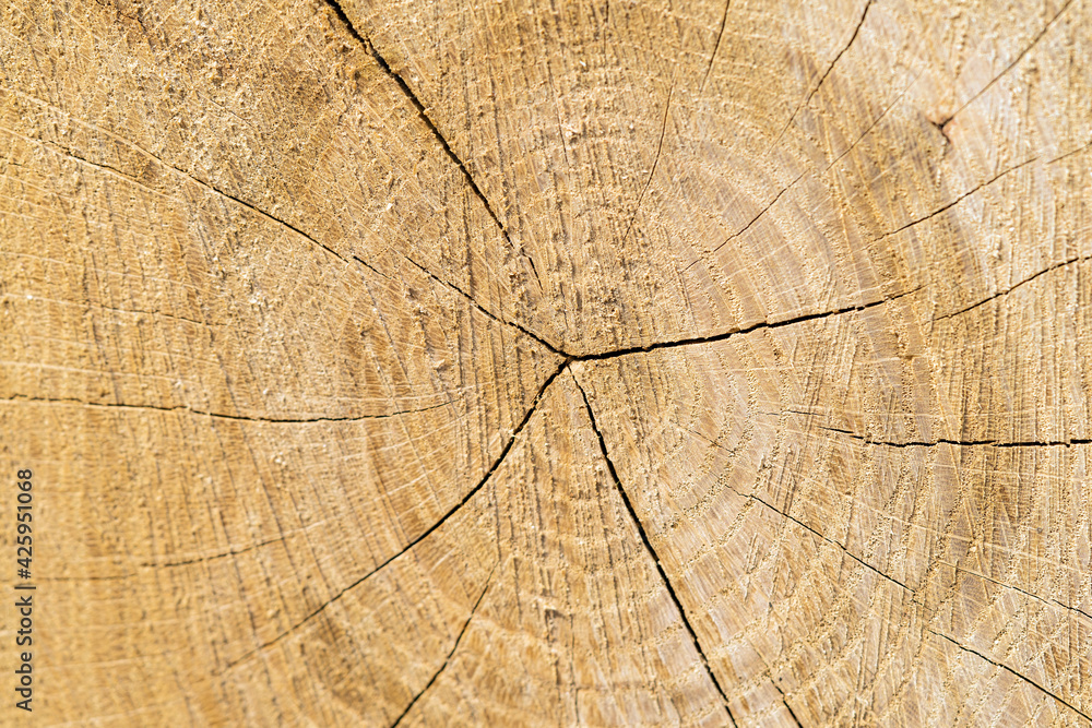 Fototapeta premium firewood