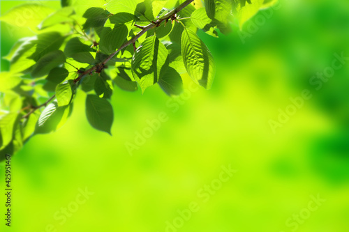 Background Image of Fresh Greenery in the Sunlight