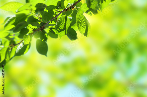 Background Image of Fresh Greenery in the Sunlight