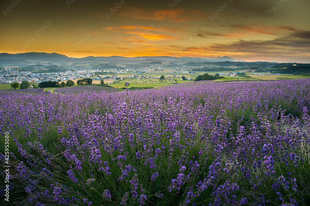 Fototapeta premium 上富良野町 日の出ラベンダー園の夕陽