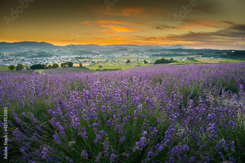 上富良野町 日の出ラベンダー園の夕陽 © Shiretoko Dream