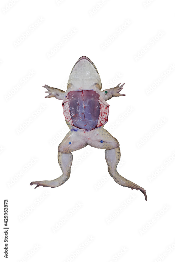 frog anatomy isolated on white frog anatomy isolated on white