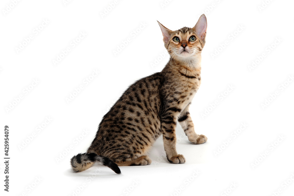 A purebred smooth-haired cat sits on a white background