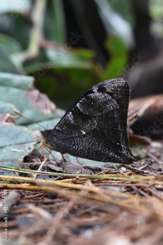 wild black butterfly © Camilo