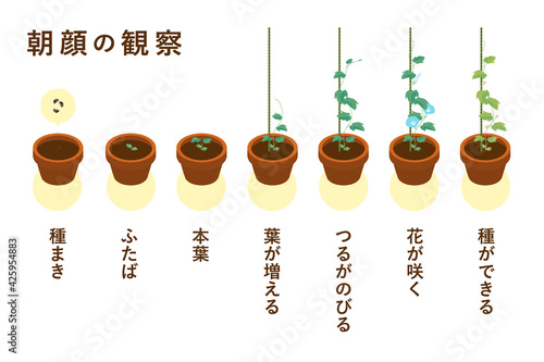 朝顔の成長過程のベクターイラスト（鉢植え）