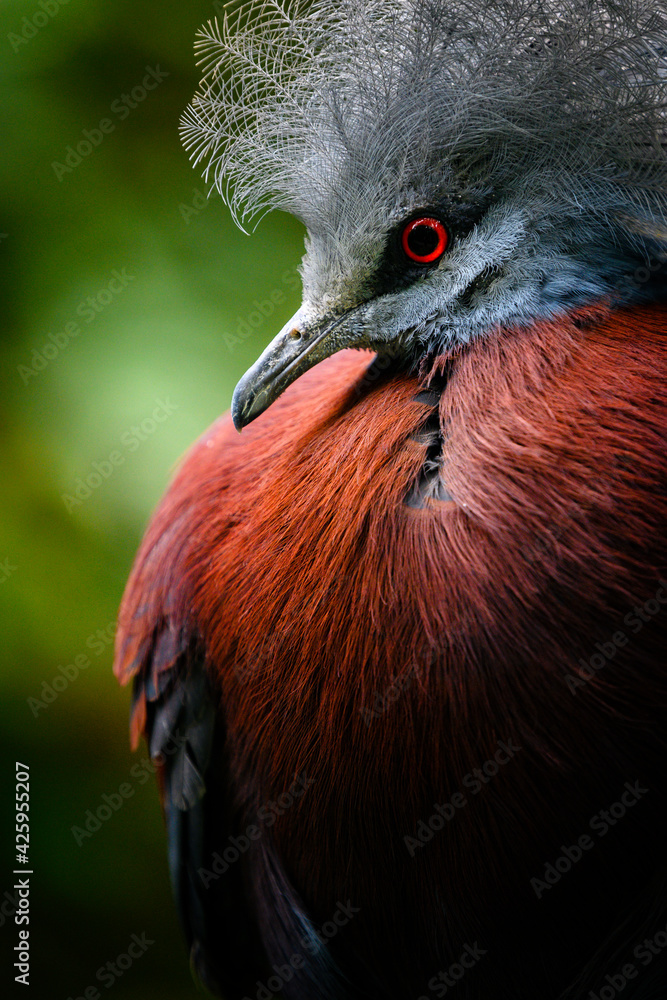Fototapeta premium Goura scheepmakeri - crowned bird in portrait.