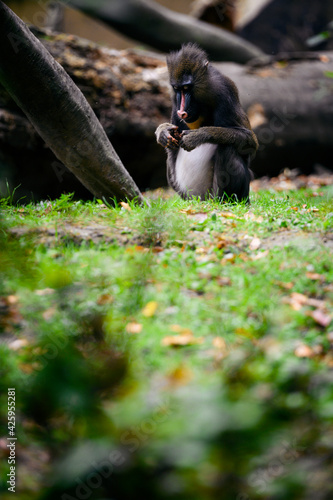 Mandrillus sphinx - mandrill monkey peeking in hands.