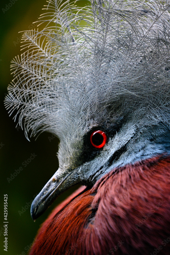 Fototapeta premium Goura scheepmakeri - crowned bird in portrait.
