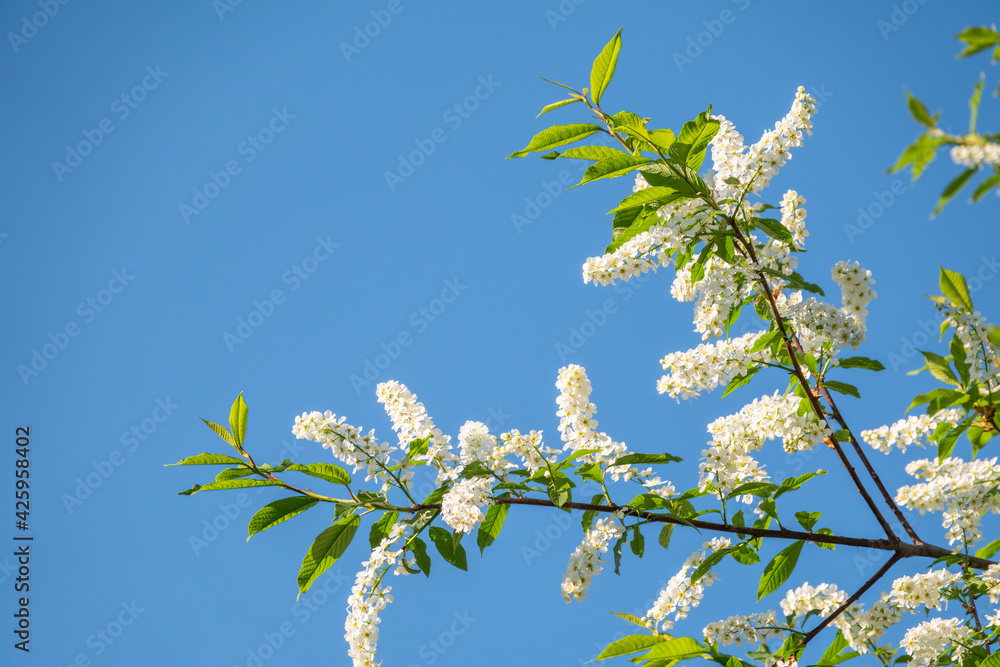 Bird cherry branches with white flowers on a background of blue sky. Bird cherry branches with white flowers on a background of blue sky.