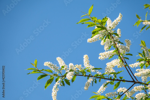 Bird cherry branches with white flowers on a background of blue sky.