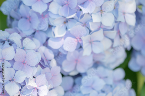 あじさいの花　梅雨に咲く紫陽花の花