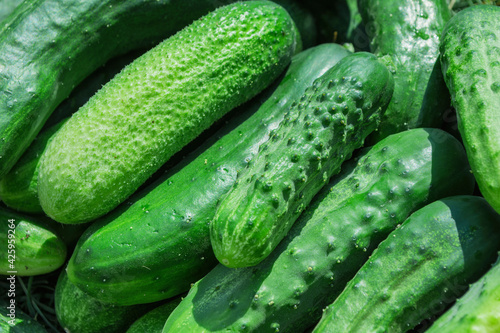 Background of green cucumbers  Latin  Cucumis sativus . Fresh cucumbers in the garden. The concept of a rich harvest.