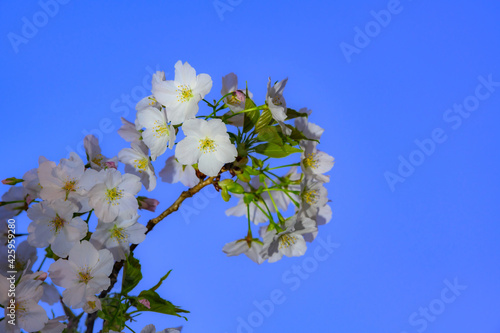 Cherry blossoms, buds and leaves in the blue sky.aqua,sakura,pink,green,flower,japan,awesome,deep,tree,sakura,