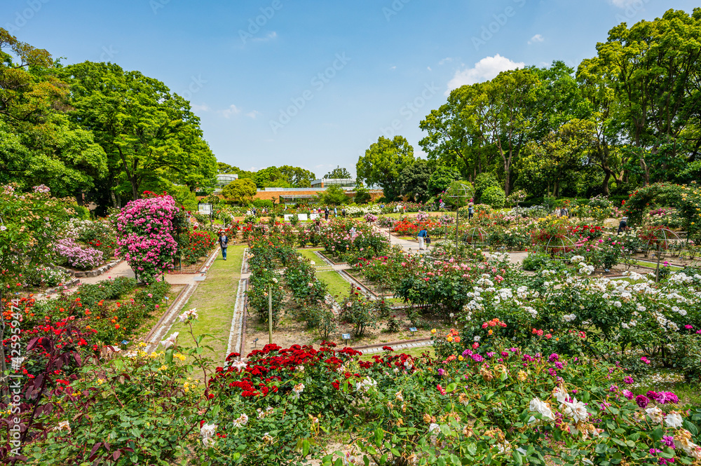 Naklejka premium バラ園で咲く満開のバラ