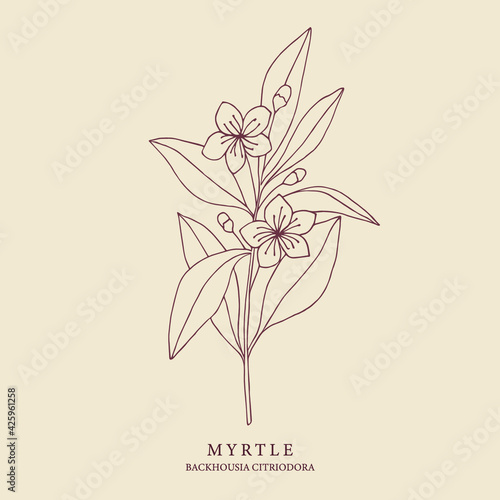 Myrtle hand drawn illustration. Botanical design for organic cosmetics, aromatherapy, perfumery, medicine