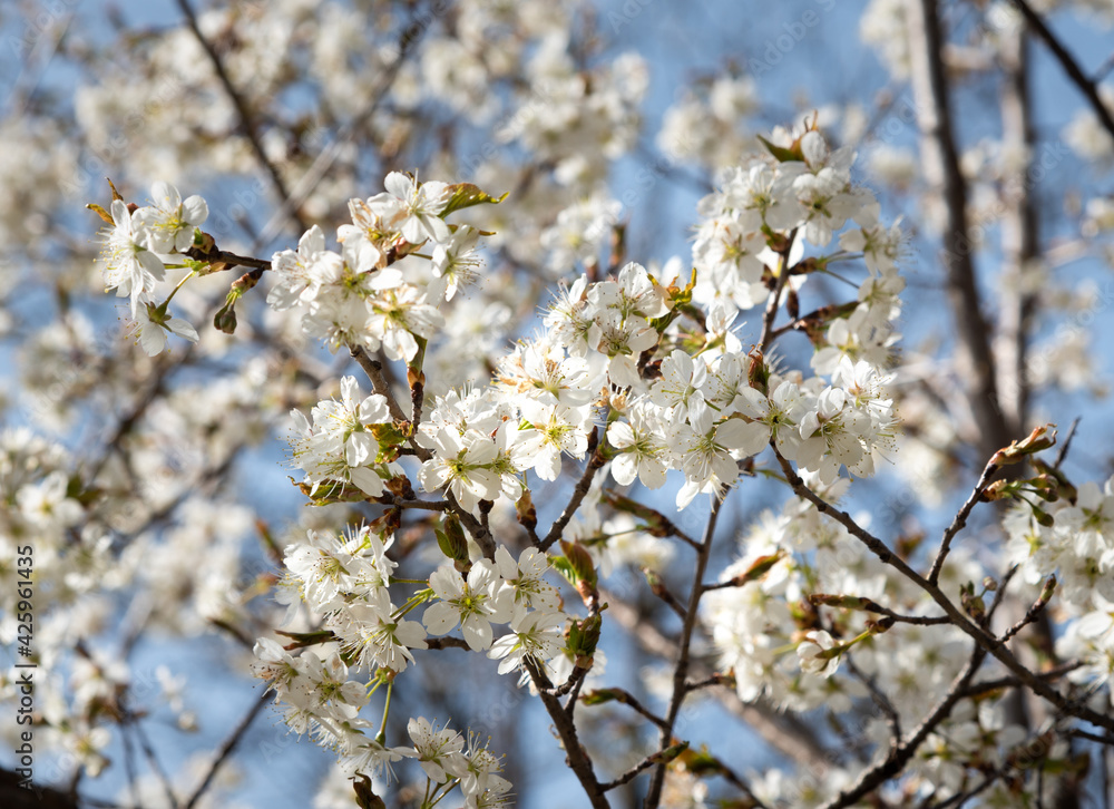 Pear flower Pear flower