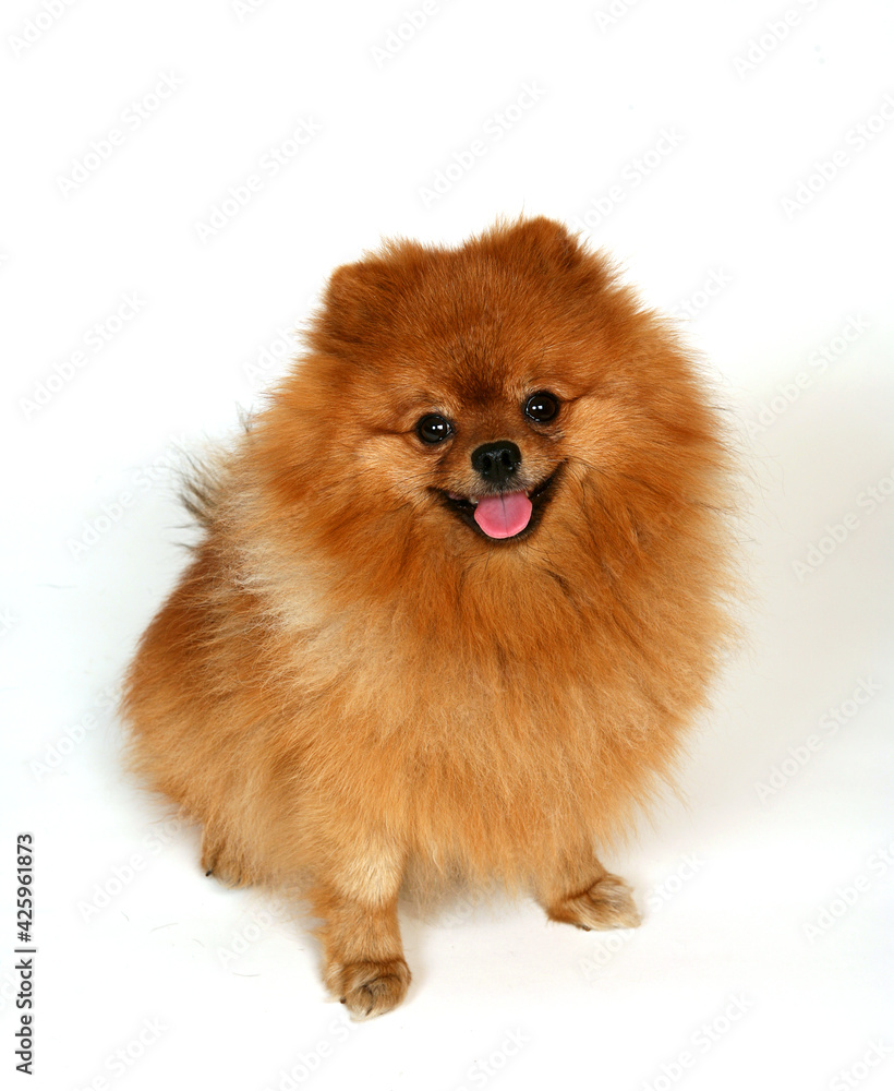 red Spitz on a white background red Spitz on a white background