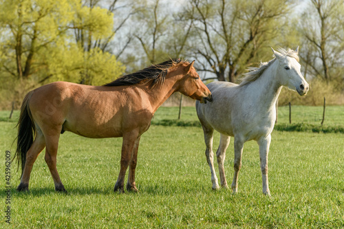 Horses in a pasture in spring. © bios48