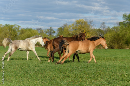 Horses running in a pasture in spring. © bios48