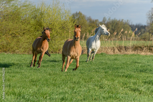 Horses running in a pasture in spring. © bios48