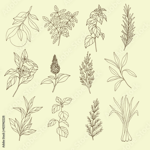 Set of essential oil plants. Hand drawn botanical illustration for organic cosmetics, aromatherapy, perfumery, medicine