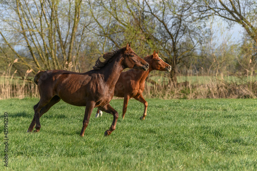 Horses running in a pasture in spring.