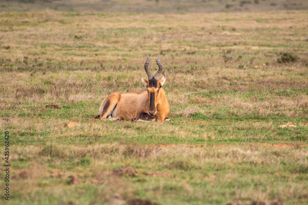Fototapeta premium Hartebeest Kongoni African Antelope Lying Down