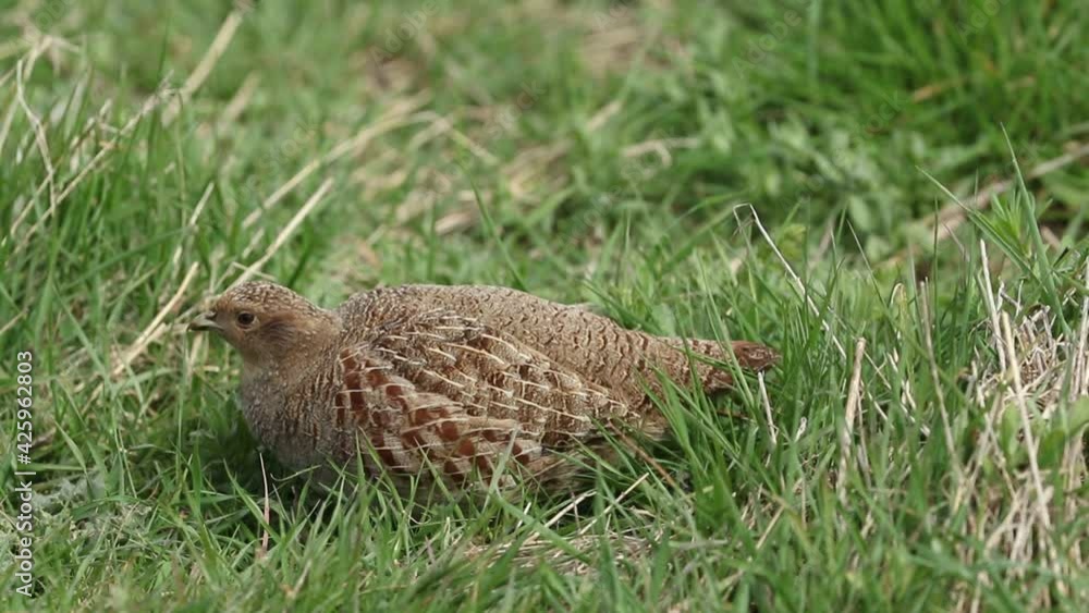 A rare Grey Partridge, Perdix perdix, feeding in a field in the UK. A rare Grey Partridge, Perdix perdix, feeding in a field in the UK.